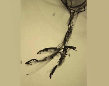 patte4 